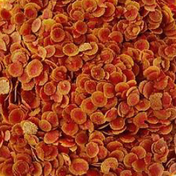 TETRAPRO - Colour - noscompagnons.fr