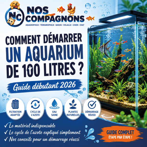 Comment démarrer un aquarium de 100 litres ? Guide débutant 2026