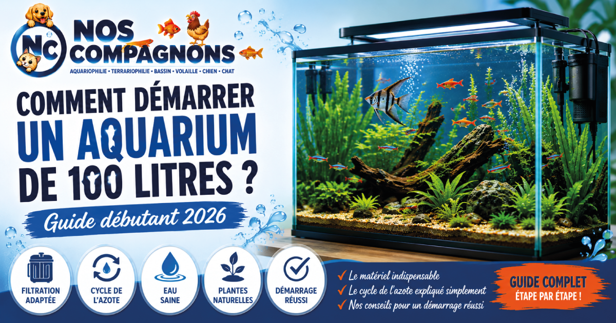 Comment démarrer un aquarium de 100 litres ? Guide débutant 2026