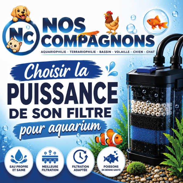 Choisir la puissance de son filtre pour aquarium : Guide pratique